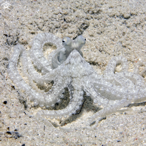 A Long Arm Octopus 