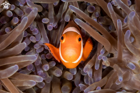 A Amphiprioninae  | Clownfish