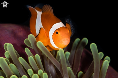 A Amphiprioninae | Clownfish