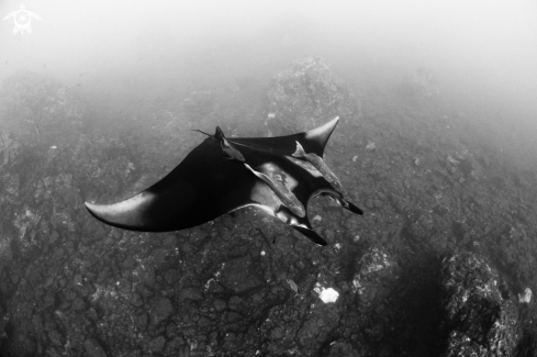 A Giant Oceanic Manta Ray