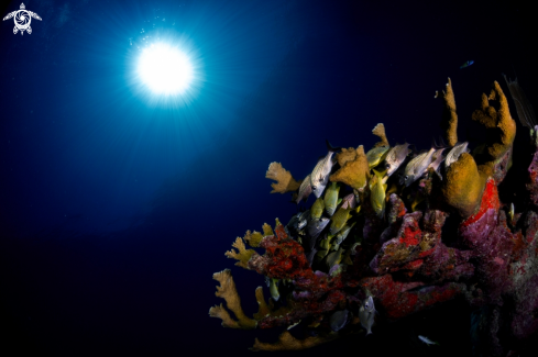 A Elkhorn Coral