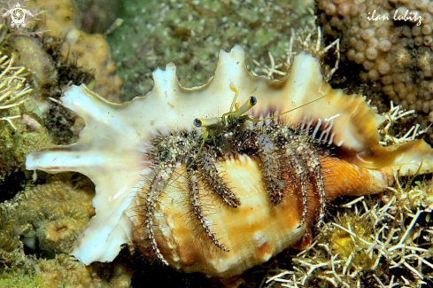 A Hermit crab in  Spider conchs