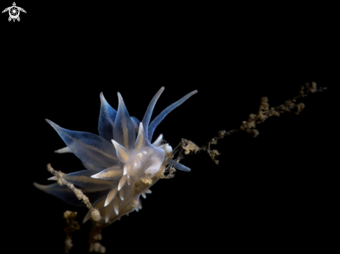 A Nudibranch