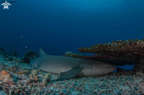 A Nurse Shark