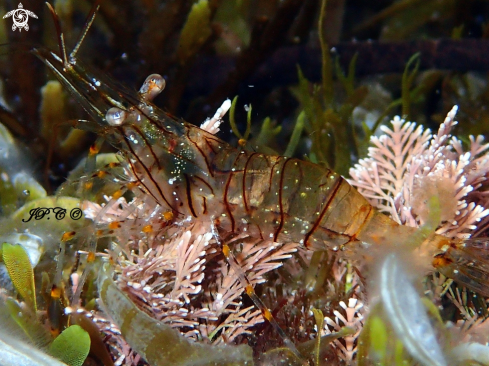 A Palaemon elegans | crevette bouquet 