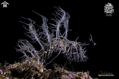 A Melibe colemani | Ghost nudibranch