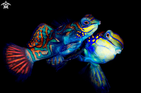 A Mandarinfish Mating