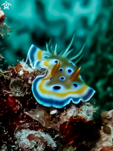 A Chromodoris Nudibranch