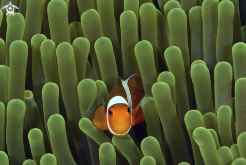 A Amphitrion ocellaris | Clown anemon fishes