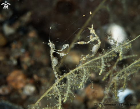 A Caprellidae | Skeleton Shrimp / Ghost Shrimp