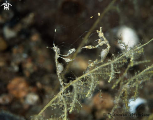 A Skeleton Shrimp / Ghost Shrimp