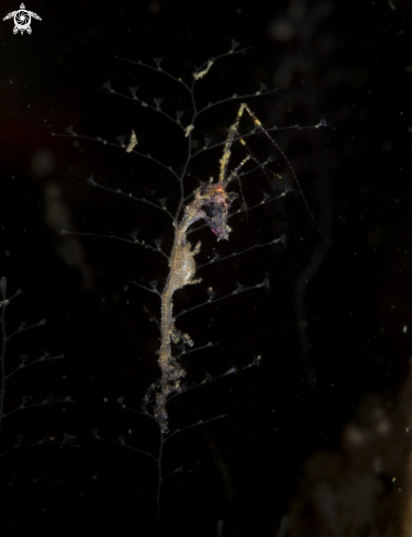 A Skeleton shrimp