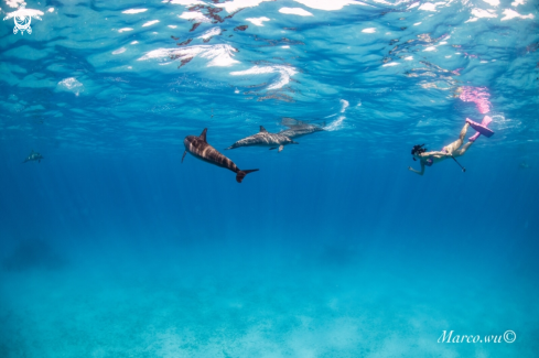 A Diver and dolphin 