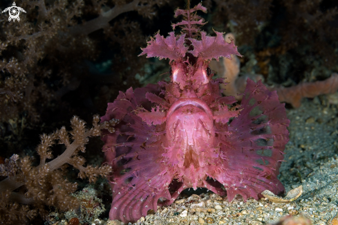 A popeyed scorpionfish