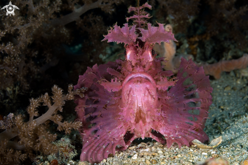 A Rhinopias frondosa | popeyed scorpionfish