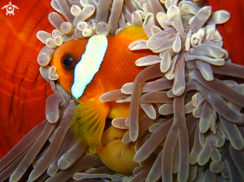 A clownfish