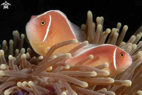 A Pink Anemonefish