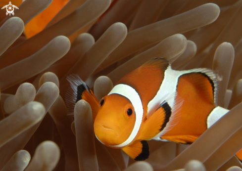 A False Clown Anemonefish 