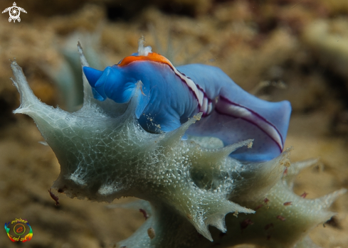 A Pseudoceros bifurcus | Racing stripe flatworm