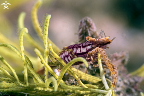 A Laomenes sp. | Crinoid shrimp