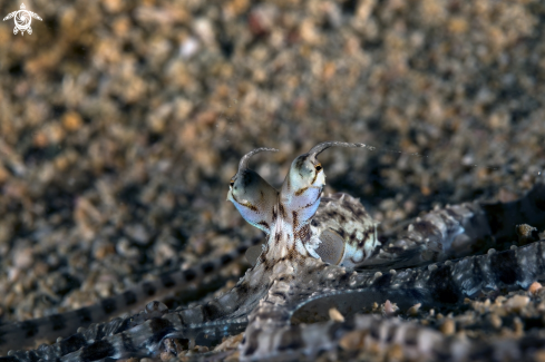 A Wonderpus octopus