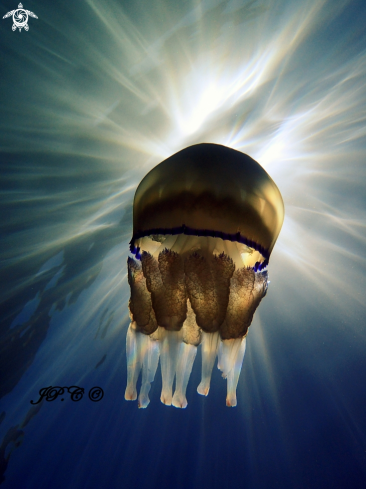 A méduse chou-fleur