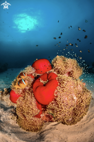 A Clown Fish in the Anemona