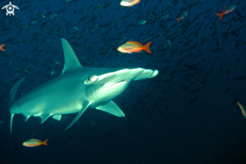 A Hammerhead shark