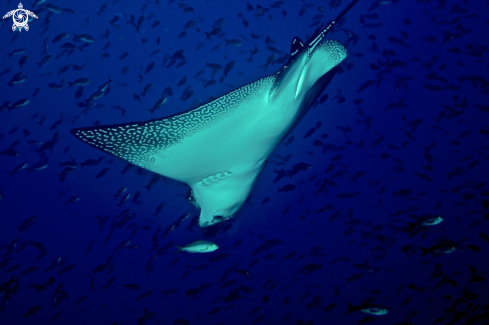 A Eagle Ray