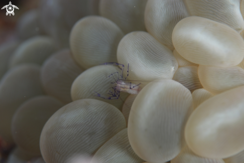 A Bubble Shrimp