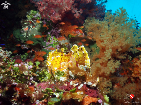 A Leaf Scorpionfish