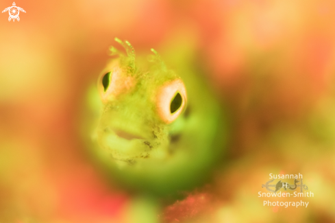 A Acanthemblemaria aspera | Fluorescing Golden Roughhead Blenny