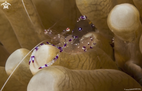 A Periclimenes tosaensis | Gamberetto degli anemoni