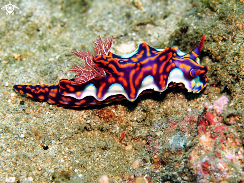 A Miamira magnifica - Ceratosoma Magnifica | Nudibranch