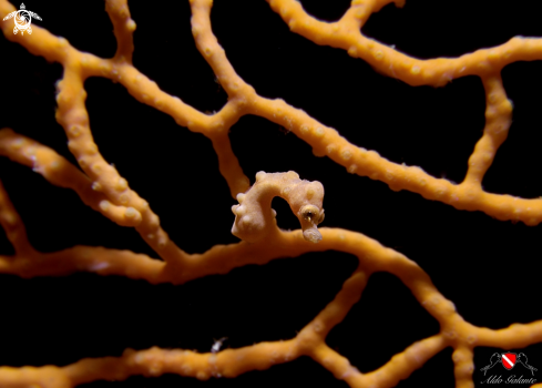 A Hippocampus Denise | Denise's Pygmy Seahorse