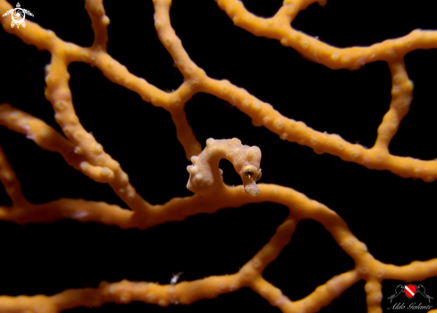 A Denise's Pygmy Seahorse