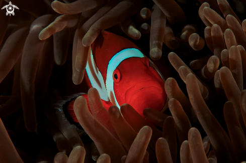 A Premnas biaculeatus | Clown fish