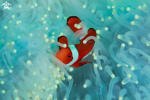 A Amphiprion ocellaris | Clown fish