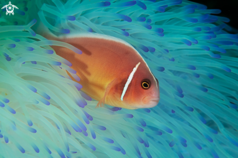 A Amphiprion perideraion  | Clown fish