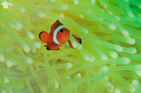 A  Amphiprion ocellaris | Clown fish