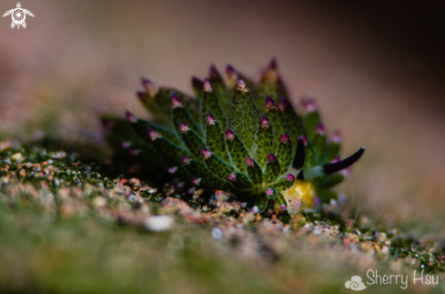 A Kuro Sapsucking Slug  | 