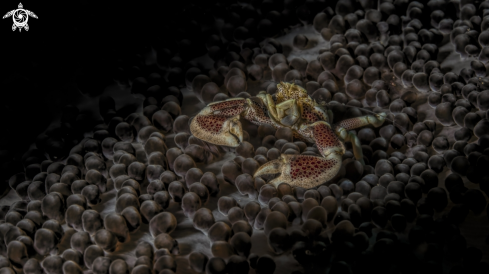 A porcelain crab