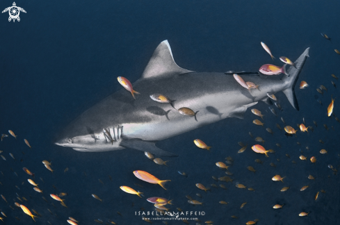 A Reef grey shark