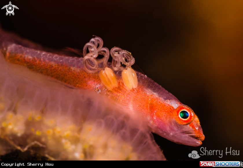 A Goby with Parasites
