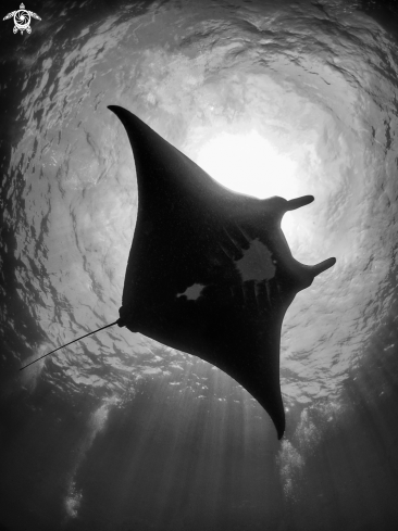 A Manta alfredi  | Manta Ray