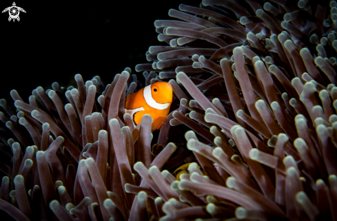 A Clownfish