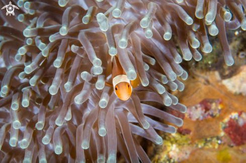 A Anemonefish | Clownfish