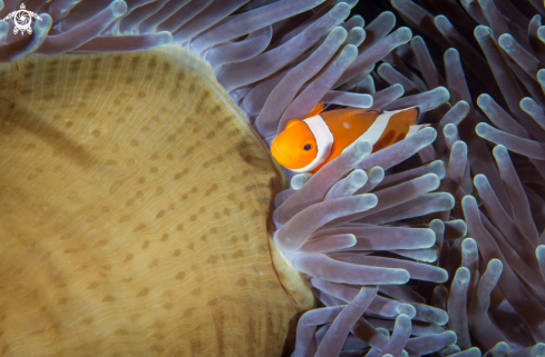 A Anemonefish | Clownfish