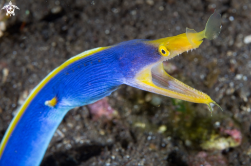 A Ribbon eel