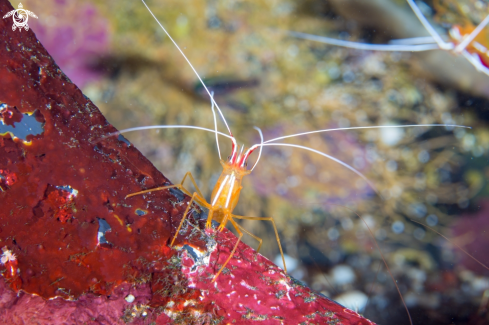 A Pacific cleaner shrimp